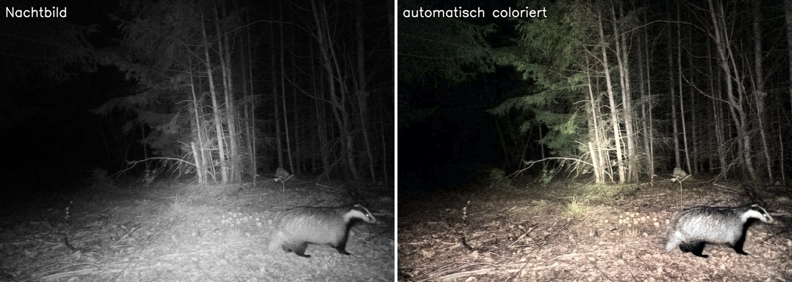 Dachs im Fichtenwald: Nachtbild und automatisch coloriertes Bild
