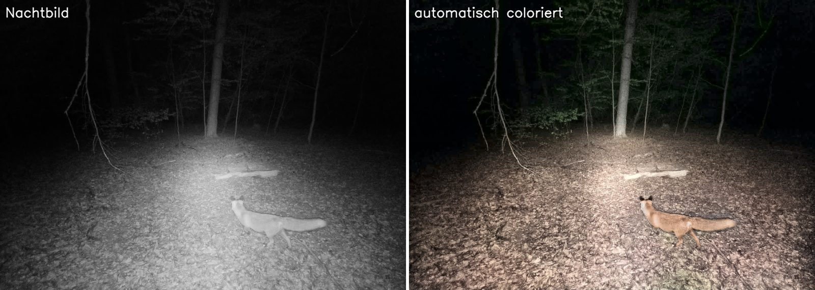 Rotfuchs: Nachtbild und automatisch coloriertes Bild