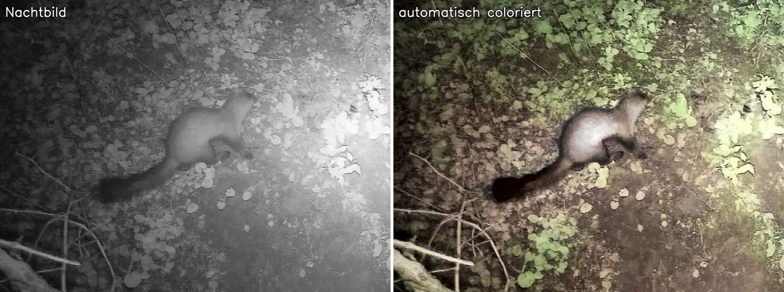 Steinmarder: Nachtbild und automatisch coloriertes Bild