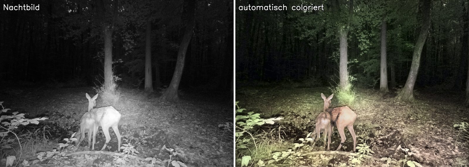 Rehe im Buchenwald: Nachtbild und automatisch coloriertes Bild