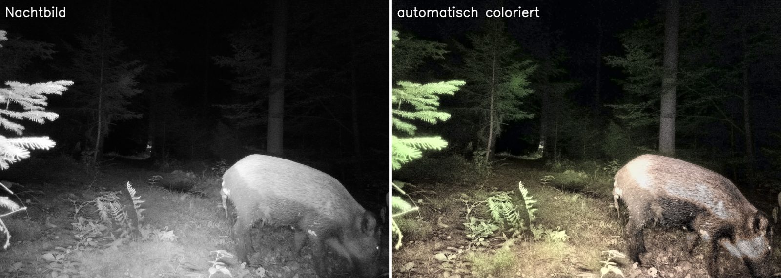 Wildschwein: Nachtbild und automatisch coloriertes Bild